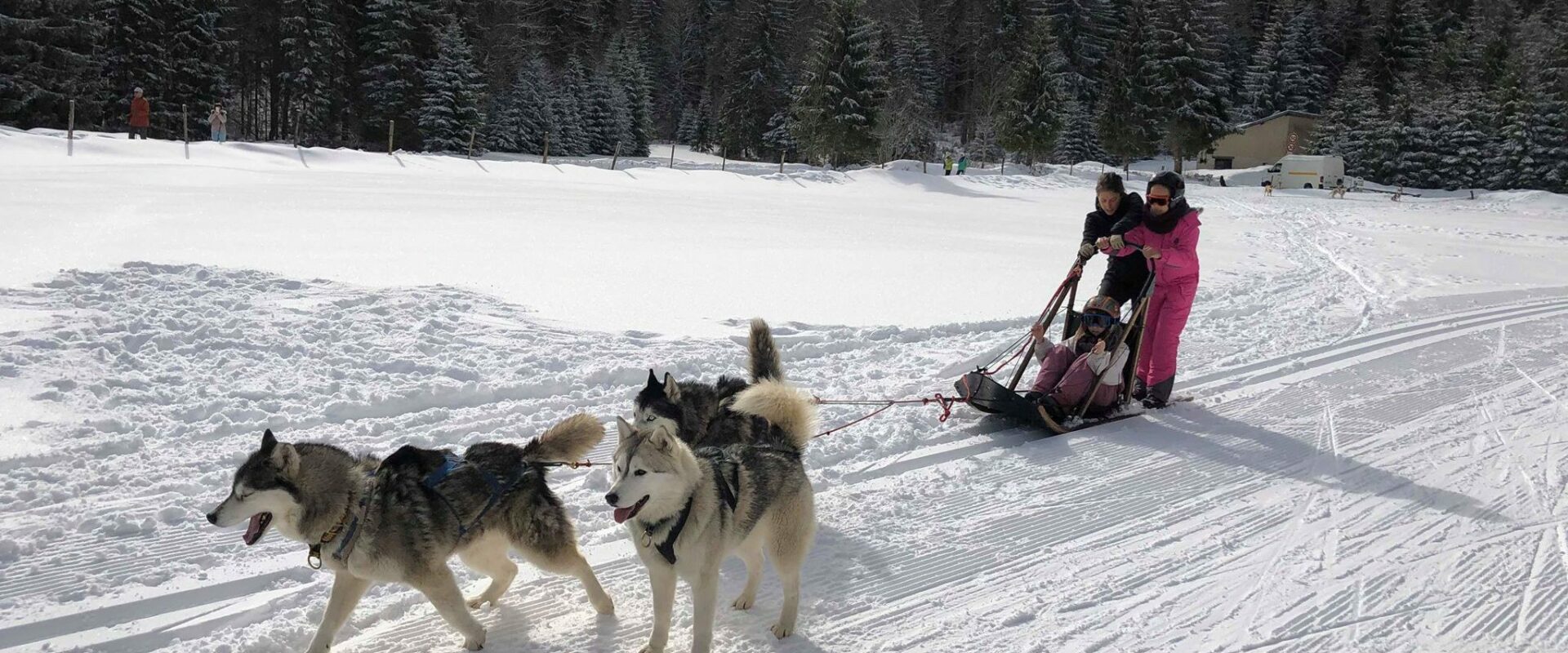 Balade chien de traineaux à 3
